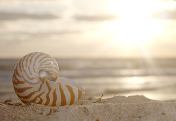 nautilus shell on beach , golden sunrise over  tropical sea