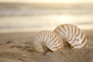 two nautilus shells on beach , golden sunrise over  tropical sea