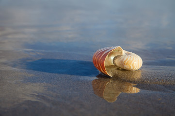 nautilus shell on beach  and blue sea