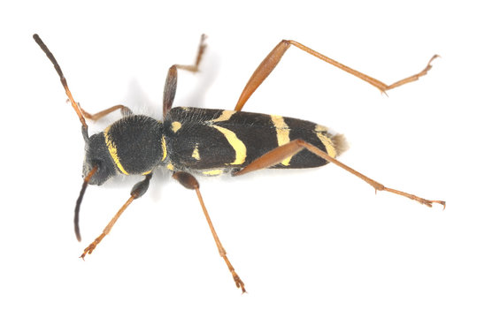 Wasp beetle, Clytus arietis isolated on white background