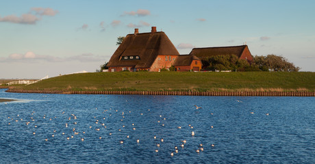 Blick auf die Kirchwarft, Hallig Hooge, Nordsee, Schleswig-Holstein, Deutschland