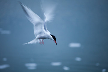 Fluss-Seeschwalbe (Sterna hirundo), Hallig Hooge, Schleswig-Holstein, Deutschland