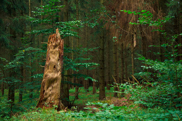 Totholz im Wald