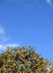 ハッサクの木と青空