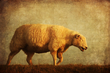 nostalgisches Bild eines blökenden Schafes