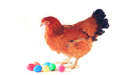 hen