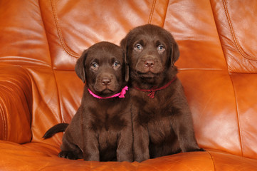Portrait of two cute labrador puppies