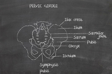 human pelvic bone
