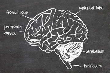 human brain