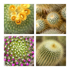 cactus, cactée, piquant, jardin, plante, serre, fond, texture
