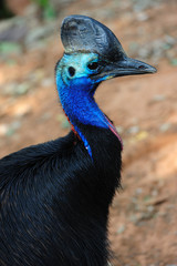 Cassowary bird