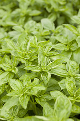 スイートバジル