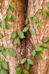 Creeper plants on  tree