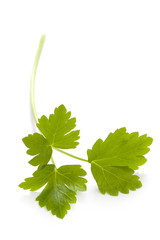 flat leaf parsley