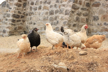 Hens feeding and scratching