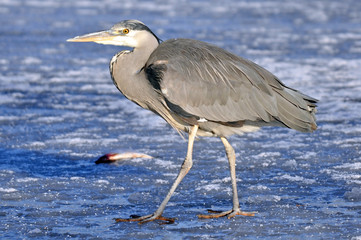 Heron