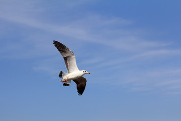 Seagull flying and look for food on blue sky over the coast of b