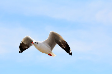 Seagull flying and look for food on blue sky over the coast of b