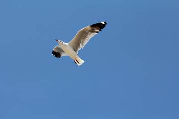 Seagull flying and look for food on blue sky over the coast of b