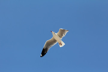 Seagull flying and look for food on blue sky over the coast of b