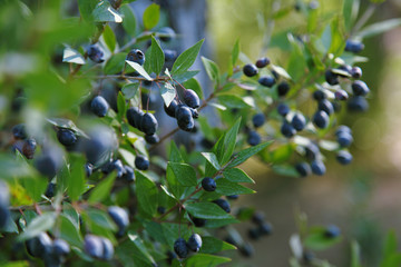 Ripe blue berries on myrtle branches - obrazy, fototapety, plakaty