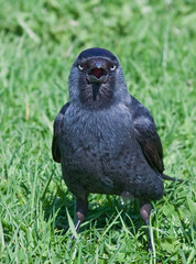 Obraz premium Jackdaw (Coloeus monedula)