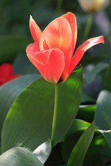 Beautiful red tulip in garden