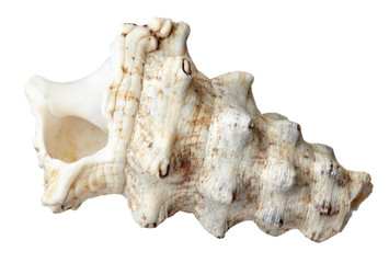 seashel sea life marine