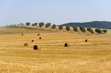 Landscape in Maremma (Tuscany)