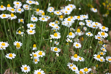 Fototapeta premium White camomiles on a meadow