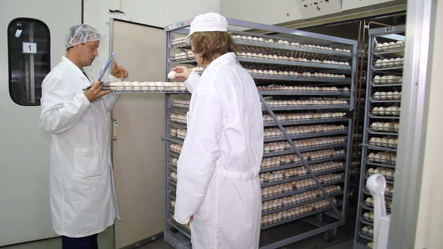 Farmers working in incubator, chicken eggs