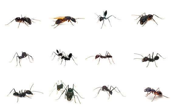 Set of ants isolated on white background