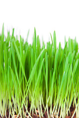 Fototapeta na wymiar Sprouts of a young green grass