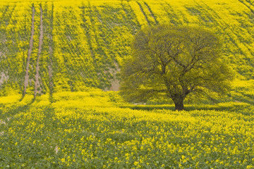 A lone tree in a field of rapeseed