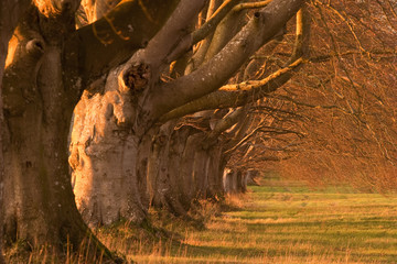 Beech avenue at Kingston Lacy