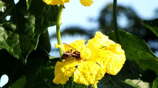 Wasp work on yellow flower surround voice of nature