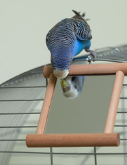 Budgie and a mirror