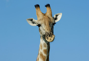 tête de girafe