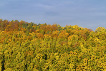 Fototapeta premium HerbstWald