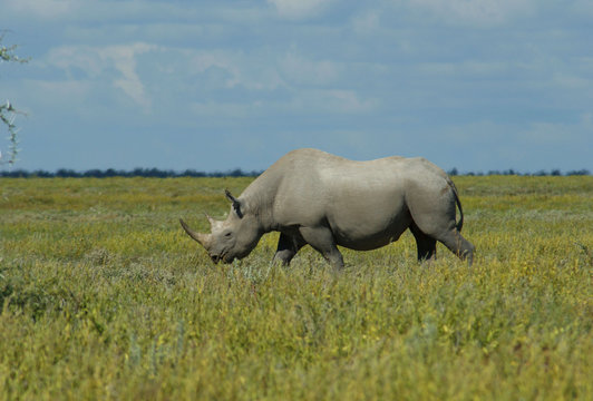 rhinoceros noir