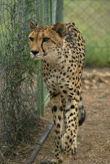 guépard en cage