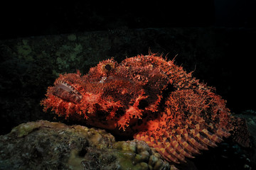 Smallscale scorpionfish (Scorpaenopsis oxycephala)
