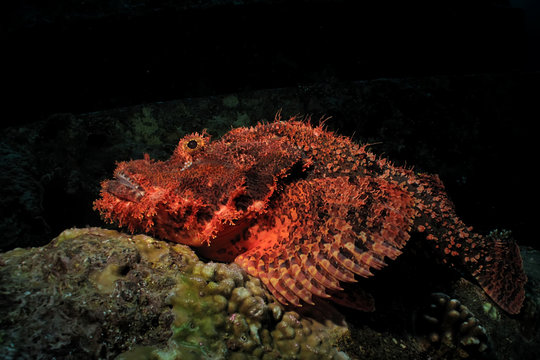 Smallscale scorpionfish (Scorpaenopsis oxycephala)