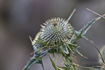 thistle in blurred background