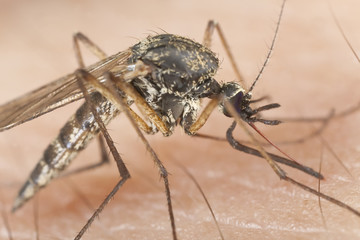 Mosquito sucking blood, extreme close up