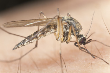 Mosquito sucking blood, extreme close up