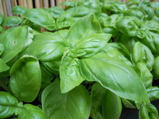 Basilikum 1 - Basil 1