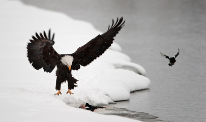 Bald Eagle  landed © Uryadnikov Sergey