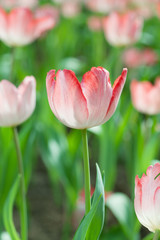 Close up of tulips