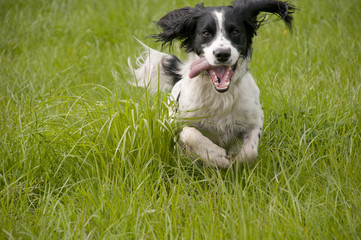 Springer Spaniel